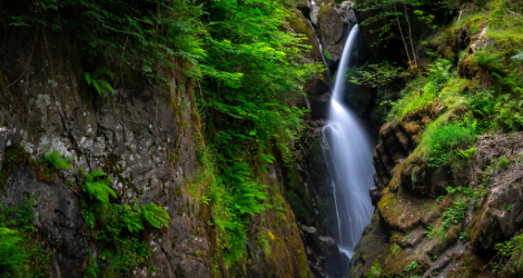 Aira Force Dog Walk